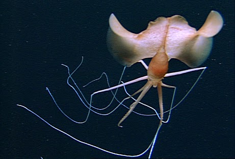 magnapinna squids