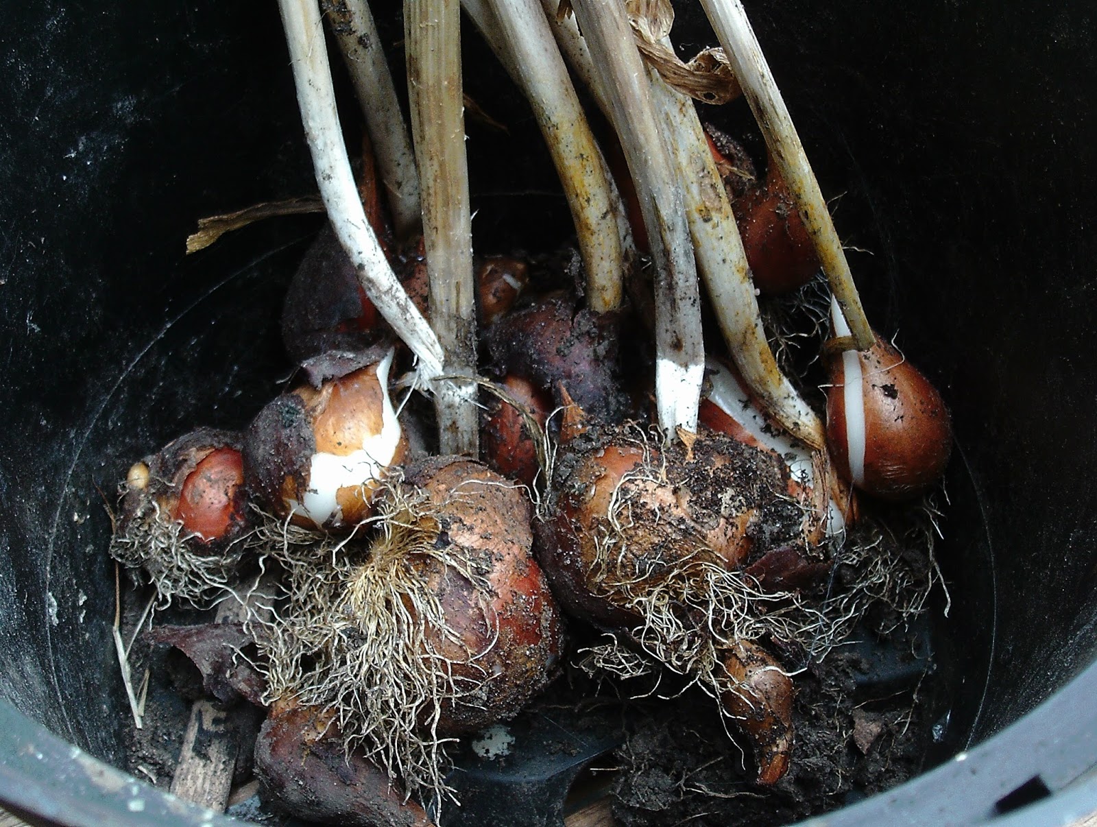 The Green Fingered Blog Tulips To Lift Or Not To Lift?