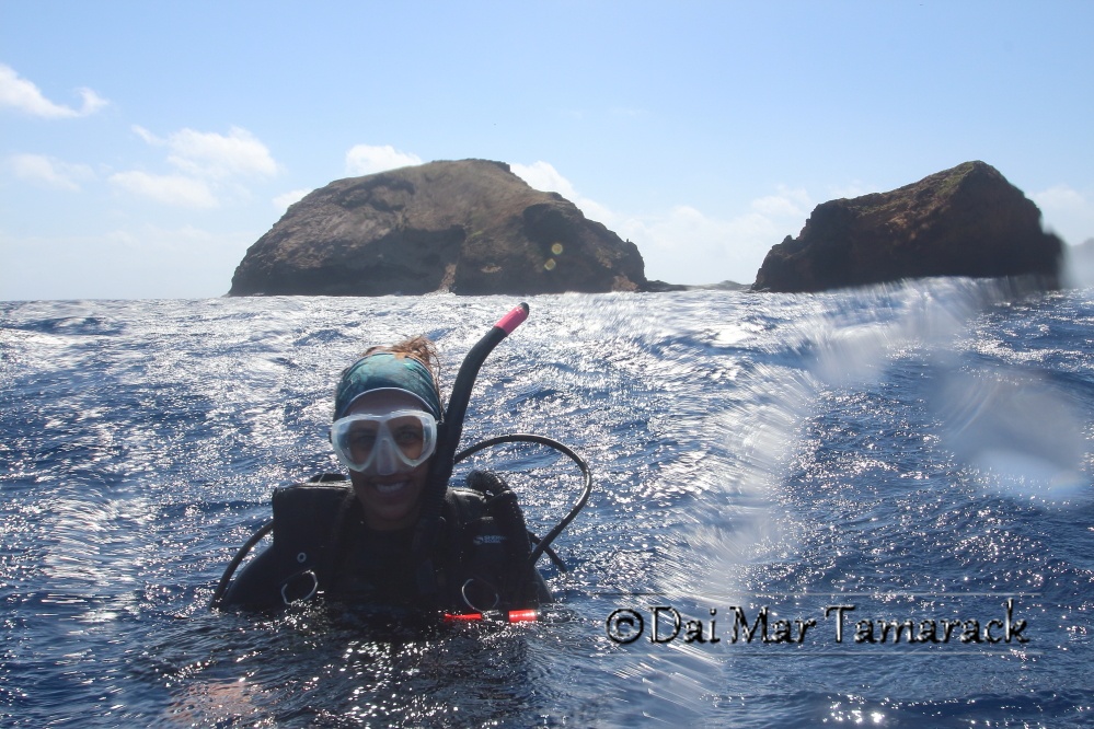 Capturing the Moment Hammerhead Shark Dive in Hawaii