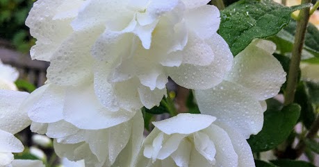 Reed S Garden Ramblings What S The Right Hydrangea For Your New