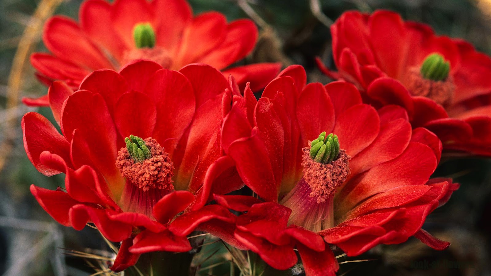 Red cactus flowers|Pictures of flowers