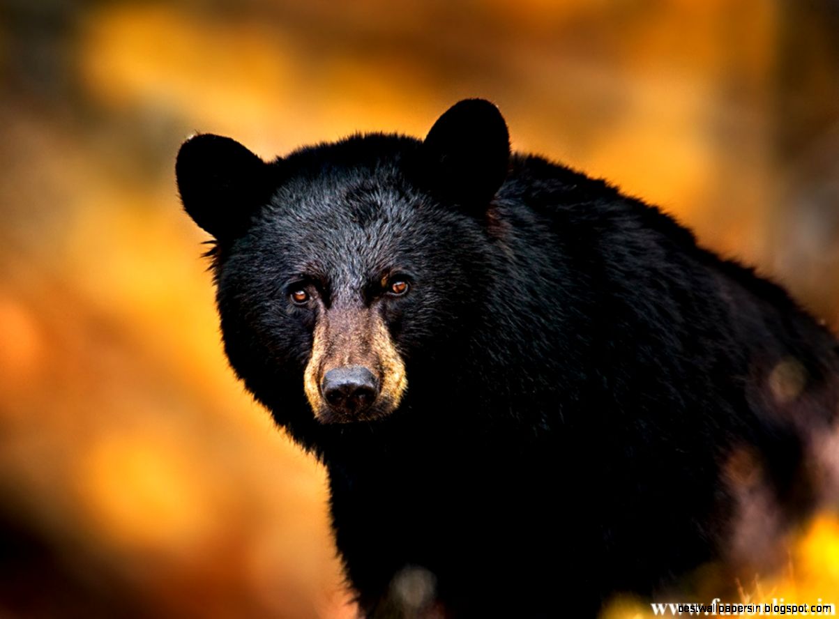 Black Bear   wallpaper