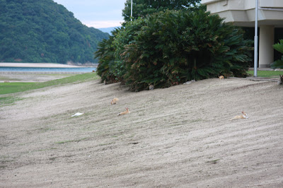 Rabbit Island Okunoshima Japan Bunny