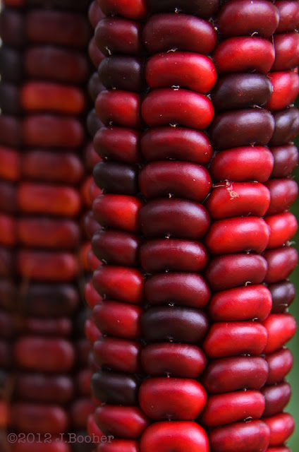 scarlet, red, Native American, Indian Corn