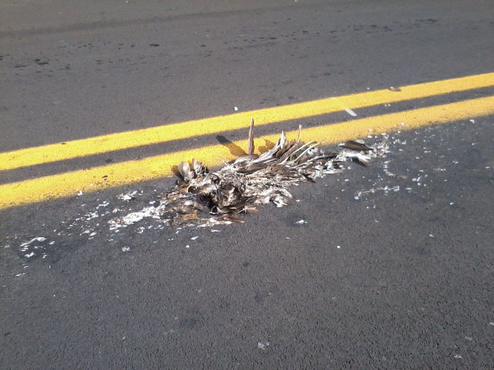 Digging Into Freedom's True Meaning Roadkill and The Dangers of a Free Lunch