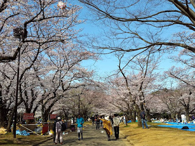 Cherry Blossom Watching Spot at Yoyogi Park 