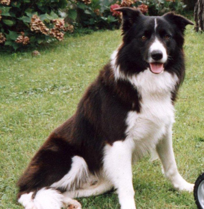 Thinking about a getting a Border Collie Questions