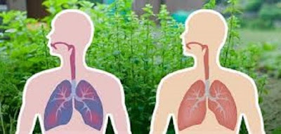 7 Herbs That Kill Viruses and Clear Mucus from Your Lungs Planet-today.com