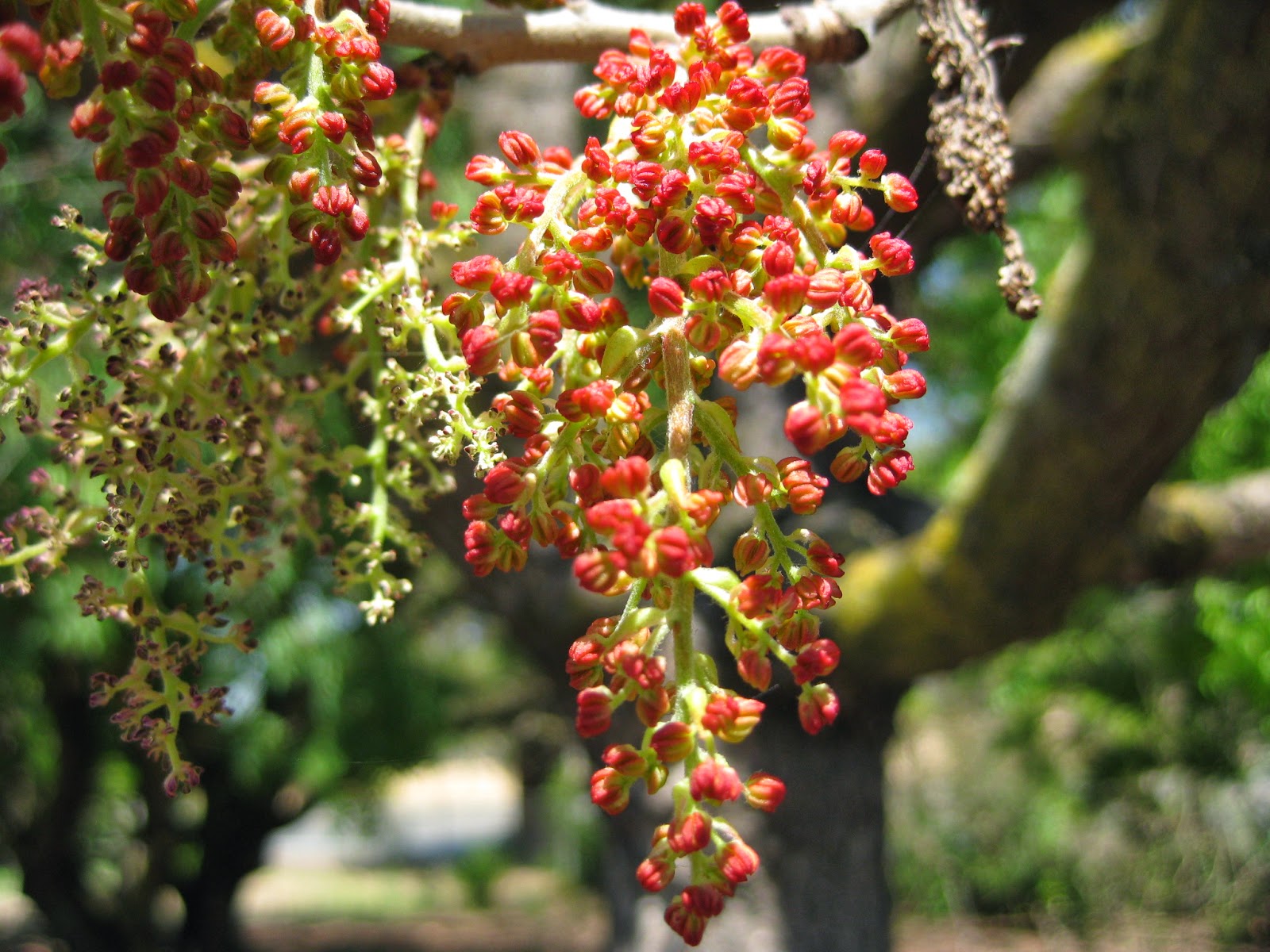 Trees of Santa Cruz County Pistachia chinensis Chinese Pistache