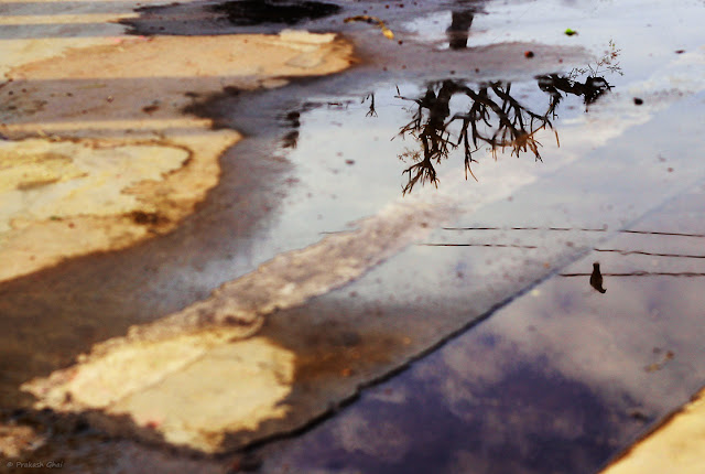 Minimalist Photo of the Reflection of a bird and tree in a water puddle on the streets of Jaipur.