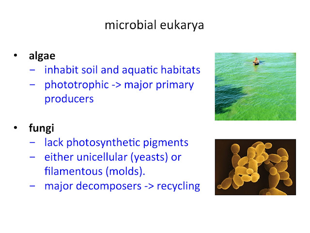 Microbial Eukaryotes