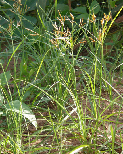 Klasifikasi Tanaman Rumput  Teki  Cyperus rotundus 