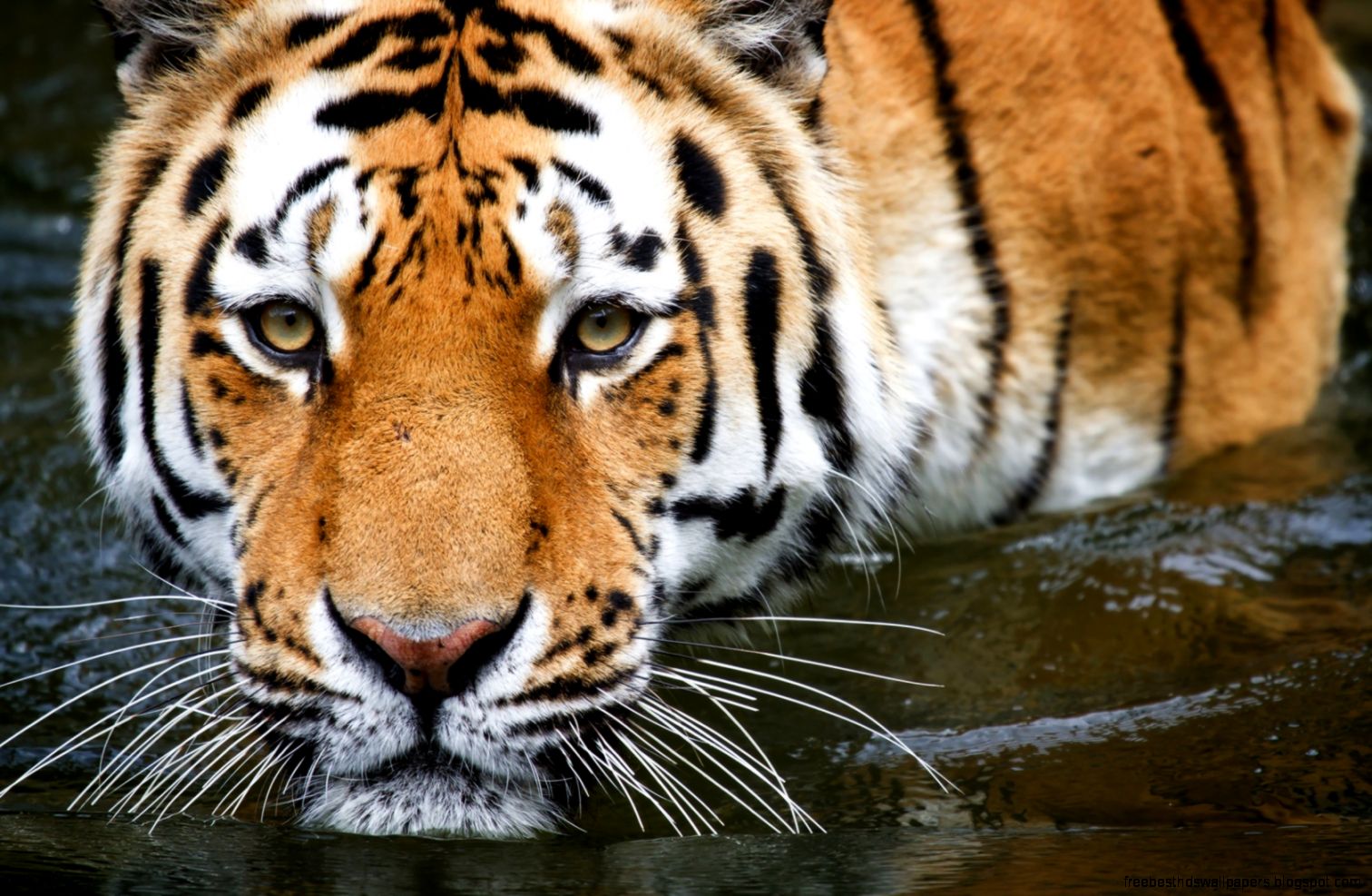 Big Cats Wallpapers  Egu Bgu