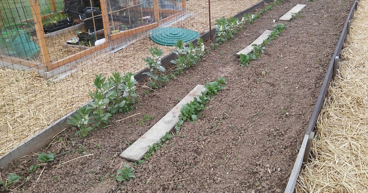 Anna's Selbstversorgergarten: Dicke Bohnen - vom Legen bis zur Ernte Anna's Selbstversorgergarten: Dicke Bohnen - vom Legen bis zur Ernte