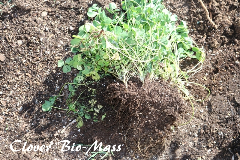 The Flower Bin Cover Crops benefit your Garden in Many Ways