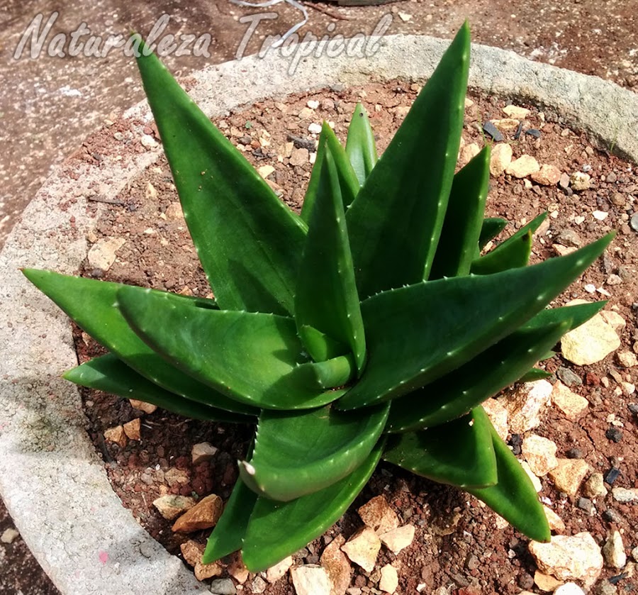 Roseta de la planta suculenta Alworthia Black Gem