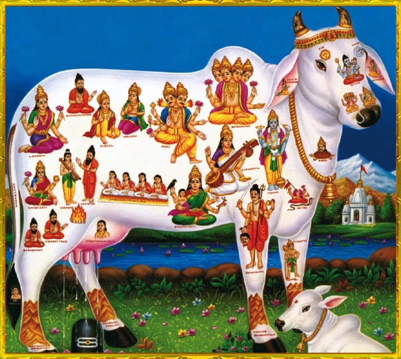 Cow Scriptures