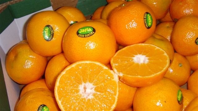 Bonsai Natal Jaffa Orange