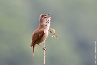 Дроздовидная камышевка. Great Reed Warbler. Acrocephalus arundinaceus