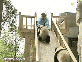 cute-panda-collision.gif