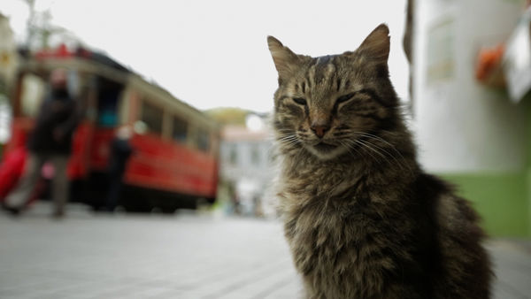 documentary kedi cats