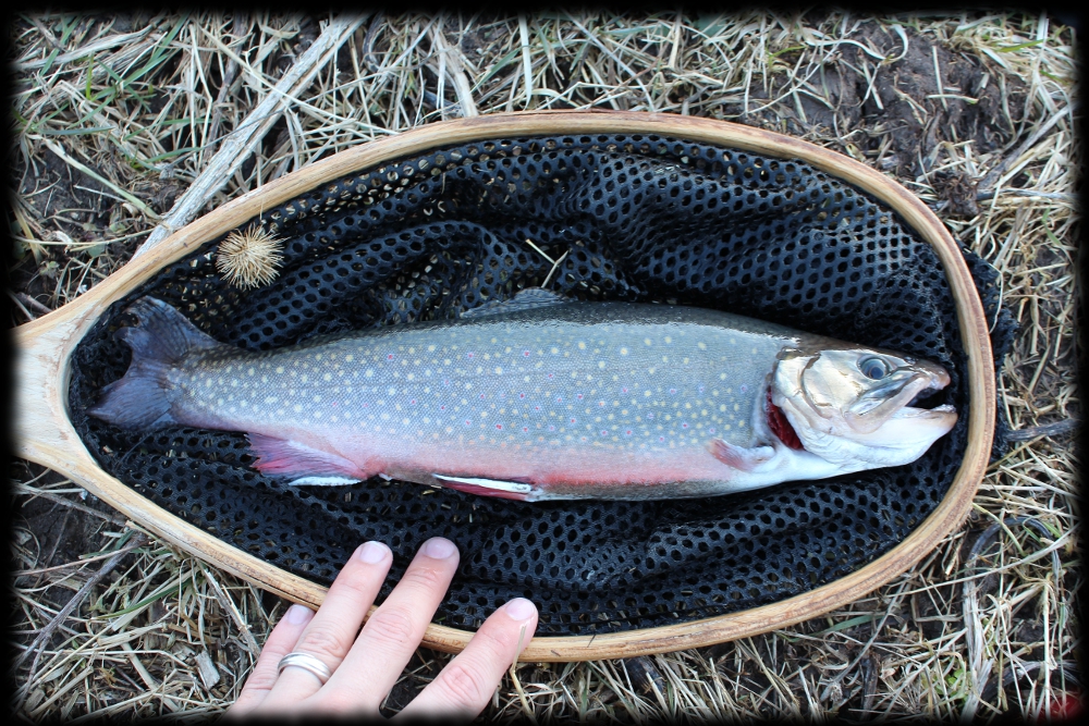 Illinois Wisconsin Fishing grant county trout fishing