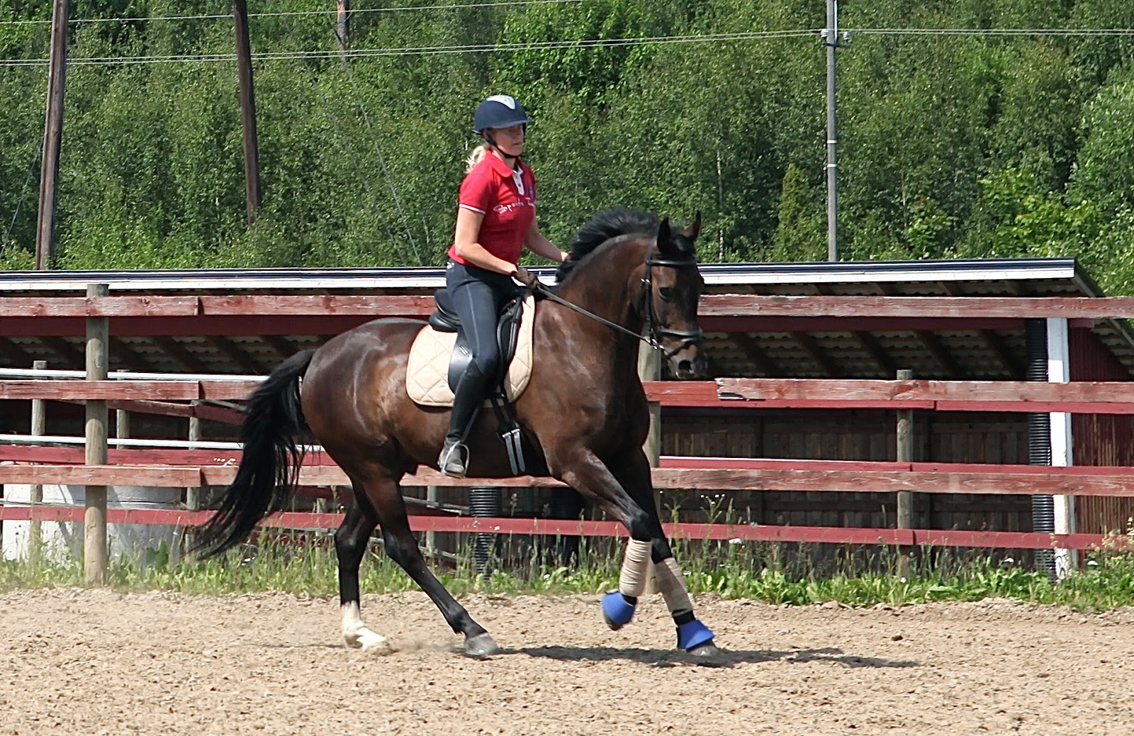 Kia Herold Horses are not built to be ridden