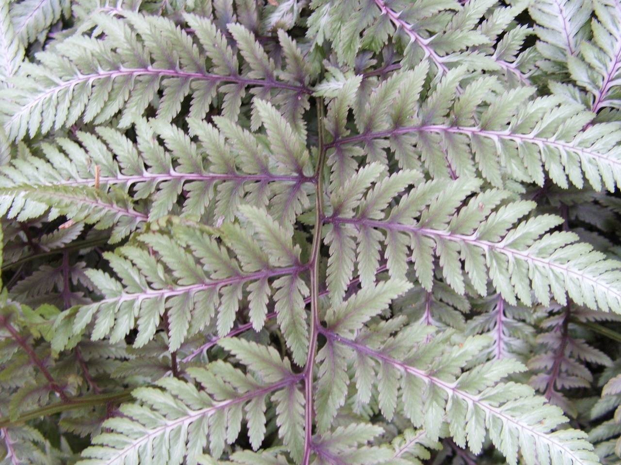 The Garden Manscape Japanese Ghost Athyrium naponicum