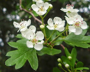 Espino blanco (Crataegus monogyna) flor blanca