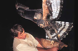 eagle bodio querencia stephen