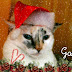 Natal dos gatos 2011. Muito lindo!