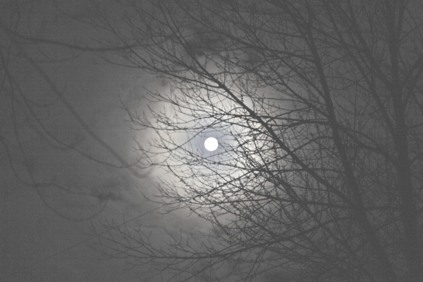 Garnie McEwen Photography First Full Moon Of Spring