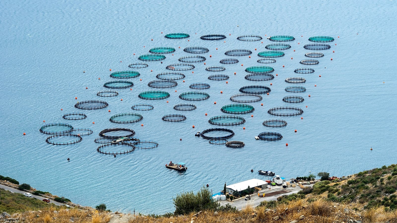 Mariculture Marine Fish Farming Fish Choices