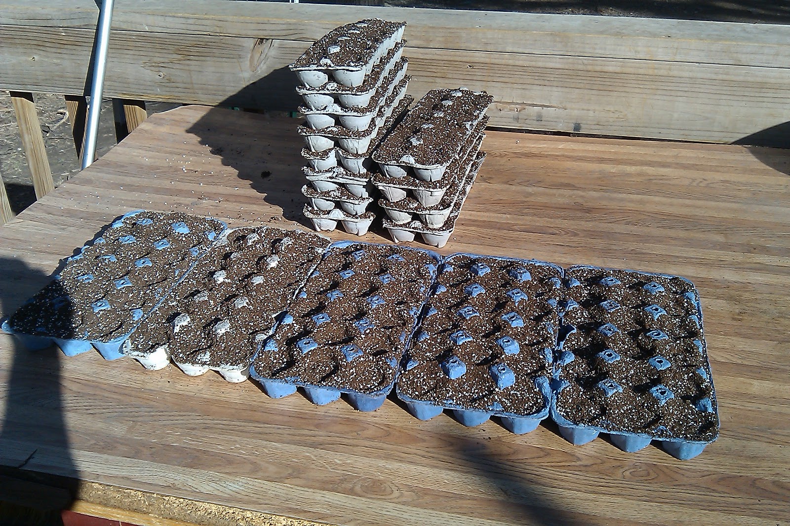 Homestead Roots Starting Seeds in Egg Cartons
