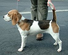 beagle dog wit owner