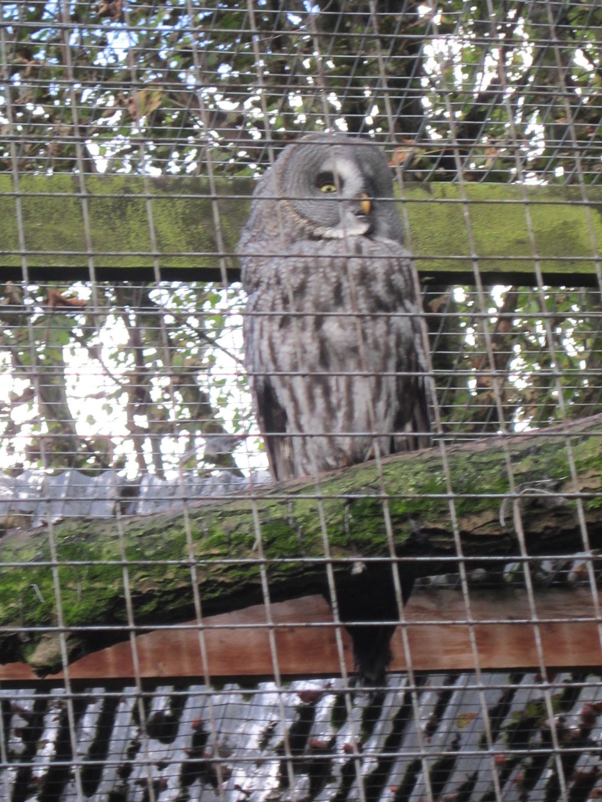 Différence entre la chouette et le hibou Volerie des aigles