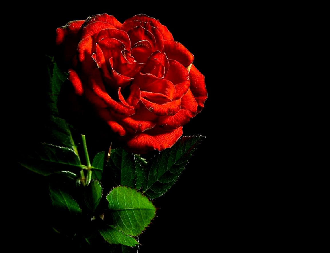 red rose macro still image