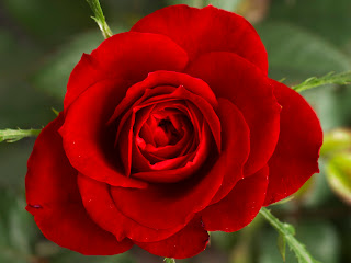 Flower Wallpapers | Flower Pictures | Red Rose | Flowers Gifts ...