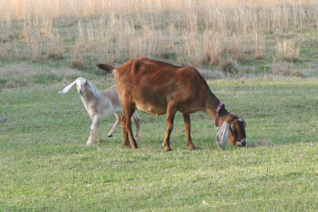 Brooding On Bottle Jaw in Our Anemic Goats