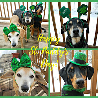 rescue dogs st patricks day dressed up puppy