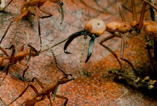 Gambar Army Ants