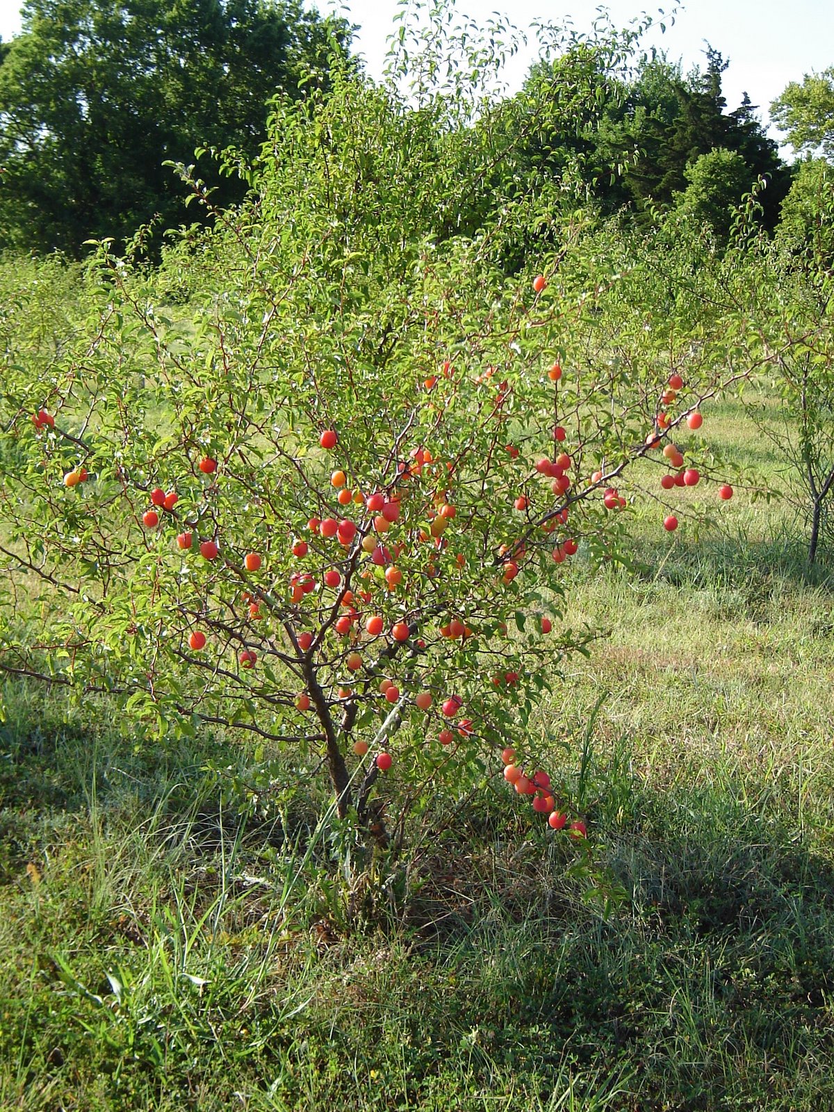 Yours, Mine and Ours Time for Sand Plums