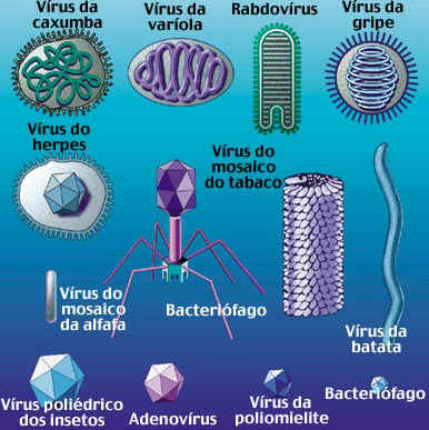 Vírus | Tudo Sobre os Vírus