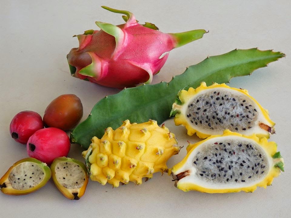 Фото фруктов и их названия. Драгон питахайя. Питайя Драконий. Плод питахайя. Драконий глаз питахайя.