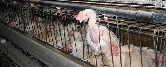 factory-farming-chickens.jpg