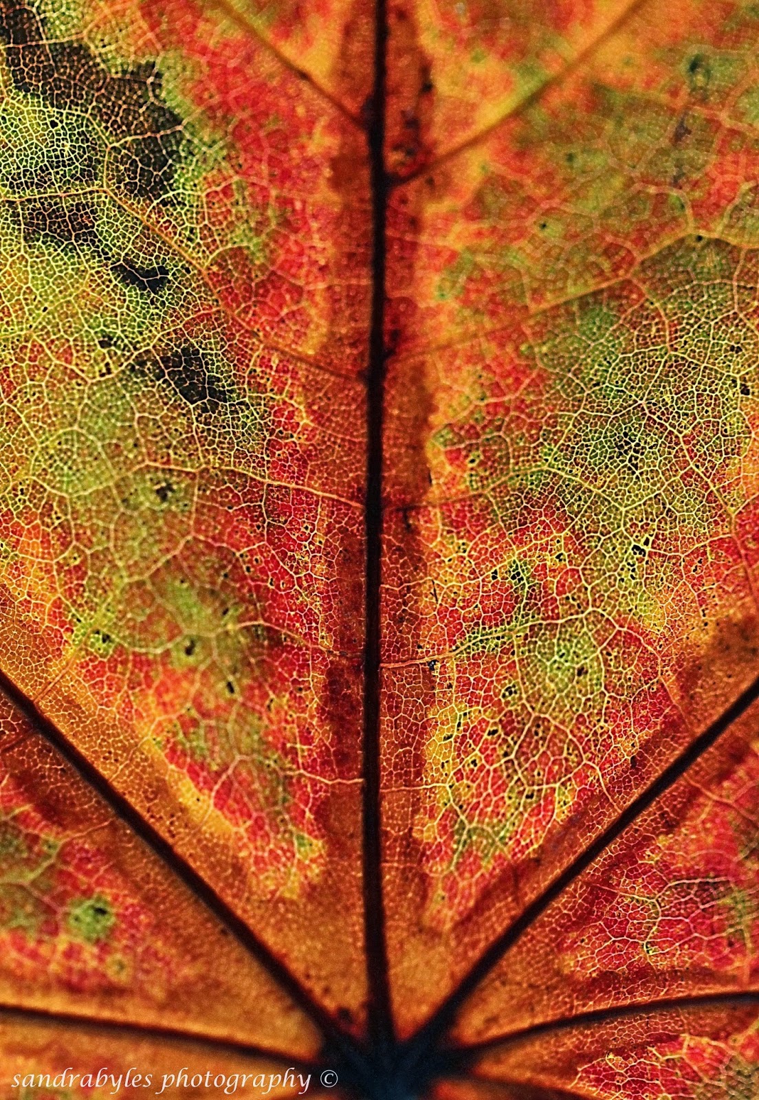 Autumn Kaleidoscope - Reflections and Nature