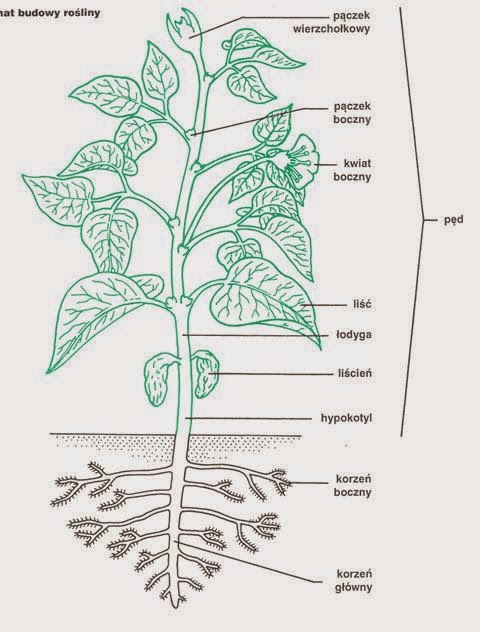 Opinion based essay image