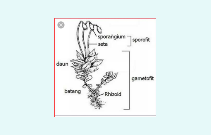 Спорофит водорослей. Спорофит рисунок. Bryophyta root Anatomy. Sporofit Generation Cone.