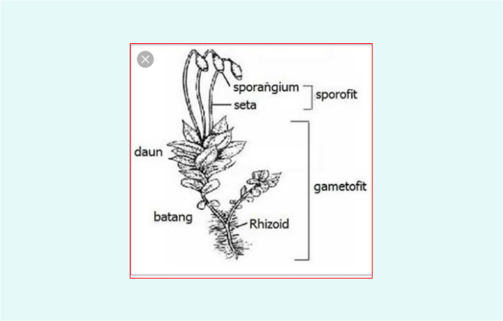 Gambar Struktur Daun  Beserta Bagian Dan Fungsinya 