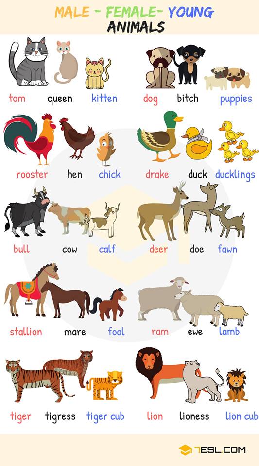 Click on: ANIMAL NAMES BY GENDER & AGE
